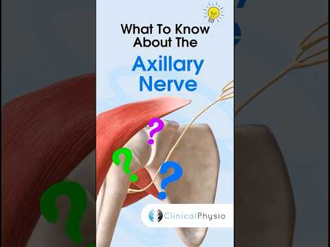 Axillary Nerve #anatomy #physicaltherapy #physiotherapy #shoulderdislocation