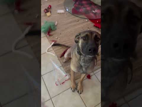 Dog Destroys Christmas Tree