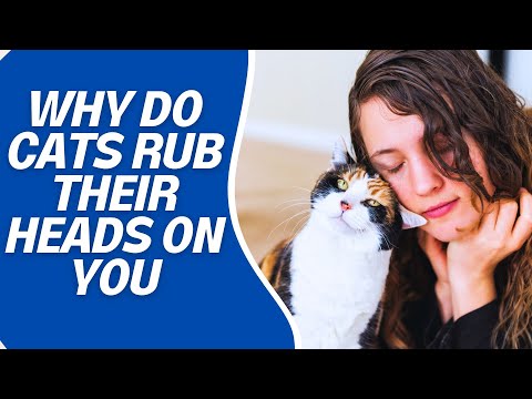 What Makes Cats Rub Their Heads Against You?