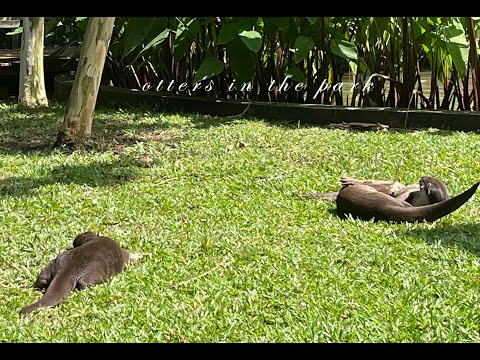 The Alexandra Park Connector  | Redhill MRT Station - Cute Otters in Singapore 亚历山大水道连线公园 - 新加坡水獭