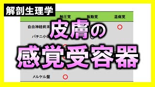 【解剖生理学（感覚器系）】皮膚の感覚受容器