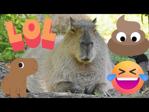 a trip to the zoo and a capybara poo! 💩 #capybara #poop #capybaramemes #funnystory #zoo #trip #funny