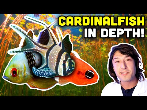 Talking Fish: Cardinalfish! Even YOU Can Breed Them!