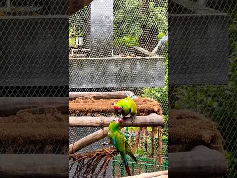 Love Moment between Male and Female parrot in Zoo #parrot #ranibaug