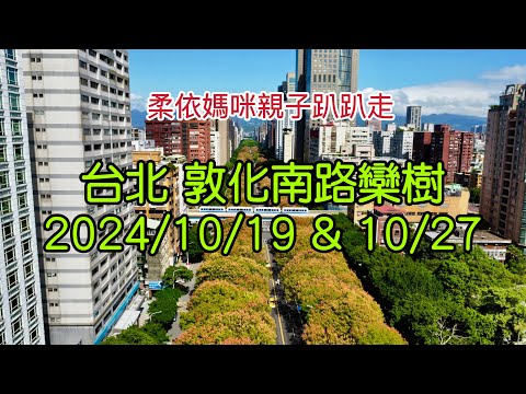 台北 敦化南路欒樹空拍 2024/10/19 & 10/27