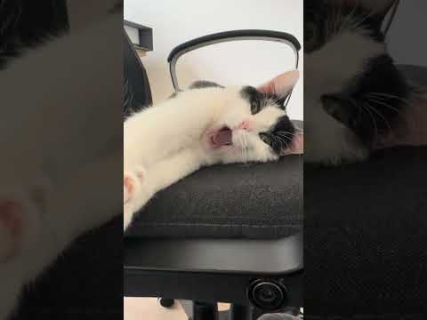 Can't believe this yawn. Cutest ever. #cowkitty #lolathecat #archiethecat #kittensofyoutube