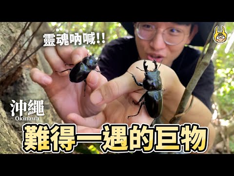 勇闖島嶼叢林，尋找夢幻甲蟲~西表島篇(下)