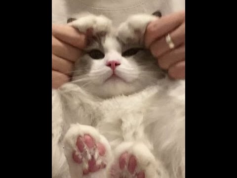 🐱:挡住我看小母猫了！#猫咪手势舞 #玩咖计划 #爱的回响手势舞 #眼神是藏不住的