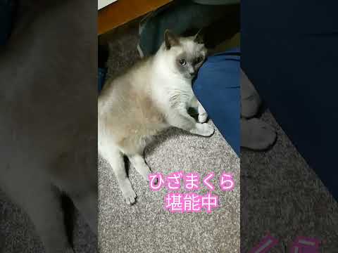 【くっつき猫ちゃん】膝枕のテトちゃん　#cat #shorts #膝枕 #甘えん坊の猫