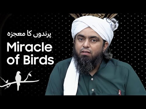 Miracle Of Birds - پرندوں کا معجزہ | Engineer Muhammad Ali Mirza