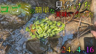 コゴミの簡単な見分け方と簡単美味しいレシピ教えます【24.4.16】