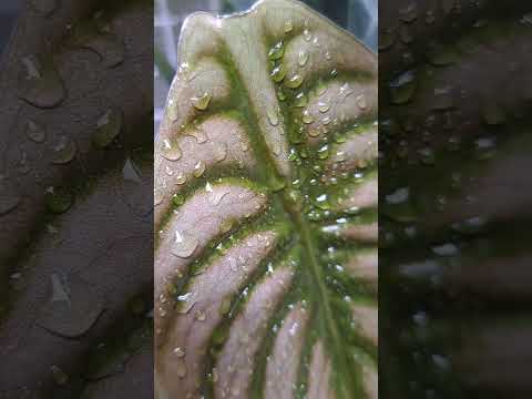 銅鏡紅龍觀音蓮 Alocasia cuprea 'Red Secret' #plants #alocasia #植物 #觀音蓮