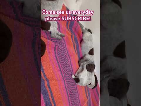 Day 13 cuteness!   Please subscribe to show you love the puppies :) #puppy #holidays #love