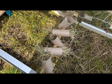 Bunny enrichment