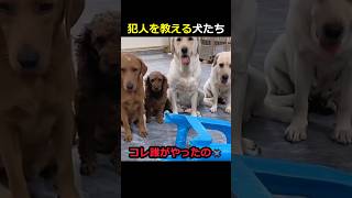 犯人を教える犬たち