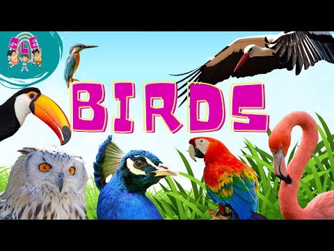 Wings of Wonder: Exploring Bird Names for Young Explorers!