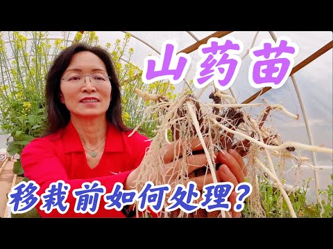 山药育苗，山药苗移栽前期如何处理?