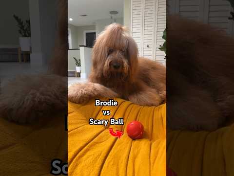 Dog vs Scary Ball! #goldendoodle #goldenretriever #funnydogs