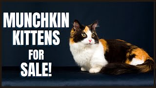 Munchkin Cat for Sale!