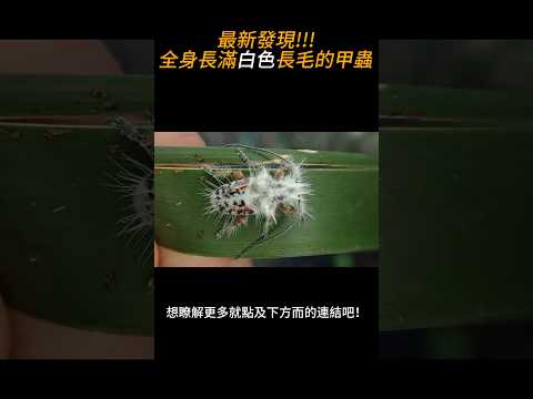 最新發現!!!全身長滿白色長毛毛的甲蟲 #animals #insects