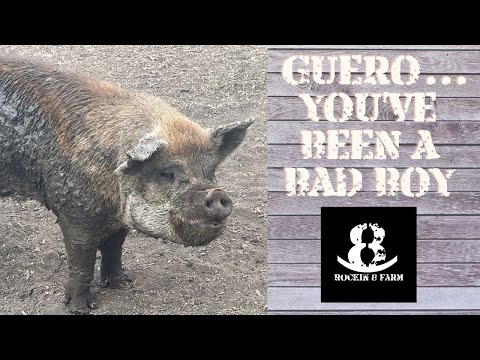 Well Crud | Idaho Pasture Pigs