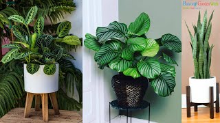 10 Plants that Grow Without Sunlight | Best Indoor Plants | Houseplants