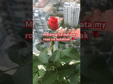 Malamig Sa mata makakuta ka ng bulaklak