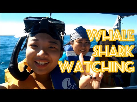 Whale Shark Watching | Milla ft. Jade and Kiki