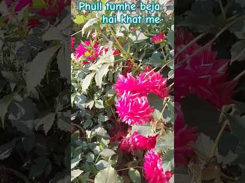 Phool tumhe beja hai khat me#viralvideo #youtubeshorts #shortsviral #songstatus #viral #viral