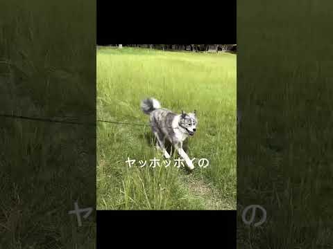 秋田犬の秋到来 #秋田犬 #散歩 #犬のいる暮らし