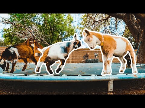 This is what happens when you give GOATS a TRAMPOLINE