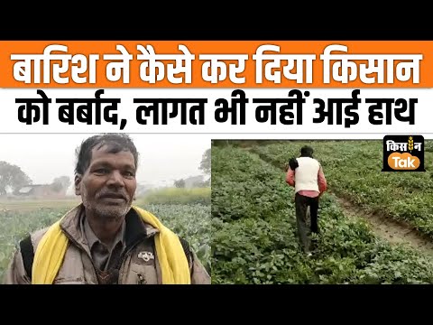 UP News: बेमौसम बारिश से आलू और सरसों की पैदावार पर असर, किसान परेशान! #upnews #farmer #winter