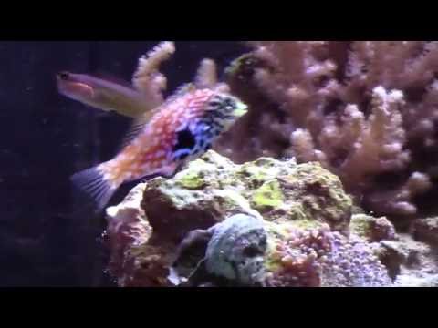 Leopard Wrasse, Cowfish and 24g Nano Update