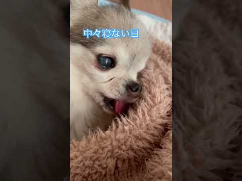 朝からぐずる日#ちわわ #ちわわ大好き # #老犬