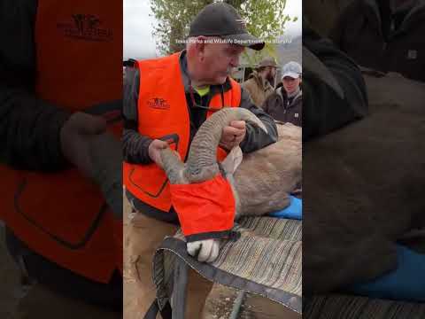 A herd of desert bighorn sheep was airlifted to their “historic range”