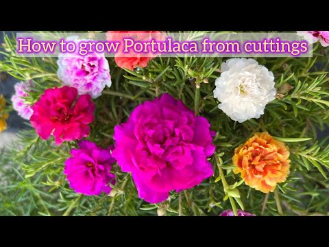 How to grow Portulaca from cuttings | care tips for Portulaca 🌸