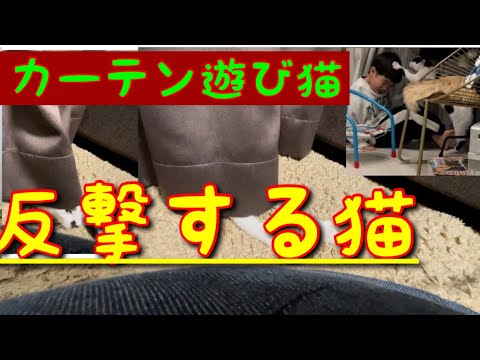 【反撃をくらう？！】カーテン遊び、息子と猫の戯れ合い#猫#ねこ #ねこのいる暮らし #ねこのいる生活 #ねこ動画 #猫動画 #猫のいる暮らし #猫のいる生活 #猫好きさんと繋がりたい #ねこ好き