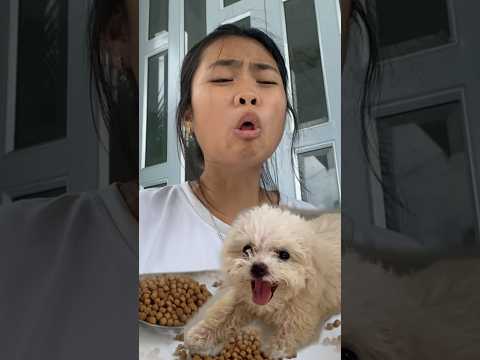 Your pet want to share food too #comedy