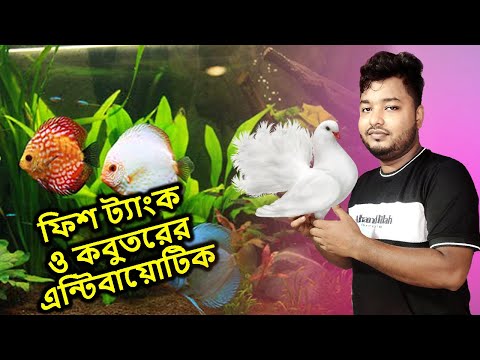 ফিশ ট্যাংক ও কবুতরের এন্টিবায়োটিক | Antibiotics | Mahid Dream Zoo