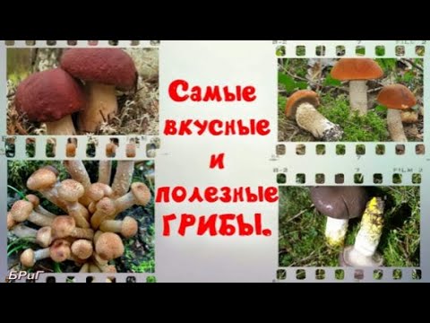 Какие грибы самые вкусные и полезные.