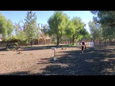 spring 2021 show 1 ranch obstacles