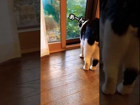 さんざん喋り捲るも秒で野良猫に冷める猫#shorts