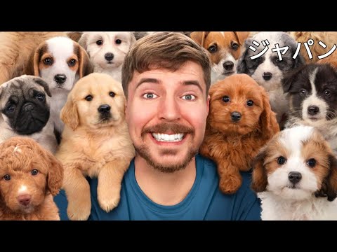 捨て犬100匹を救出しました! | ミスタービーストジャパン | MrBeast Japan