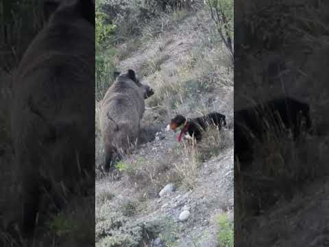 Dog Chases Giant Wild Boar 🐗 Köpek Dev Domuzun Peşinde! #hog #wildboar #pig