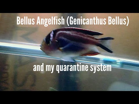 My new Bellus Angelfish (Genicanthus bellus) and QT System