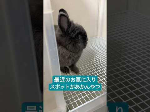 アカンところがお気に入りスポットになったウサギ。