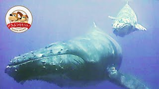 Mother Humpback Whale Leave Her Calf 【Amazing Animals／WAKUWAKU】