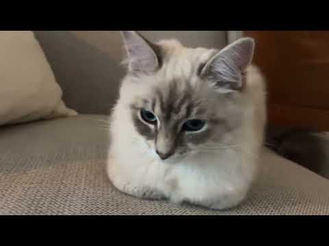 Precious girl practicing her first Loaf