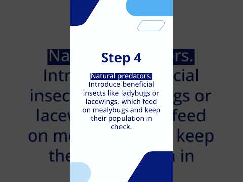 How to Kill Mealybugs