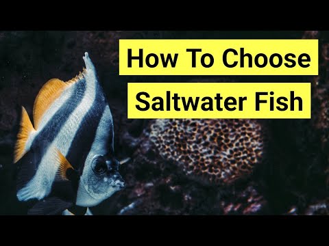 How To Choose Saltwater Fish | The Prestige Reef Dork Show Ep 27